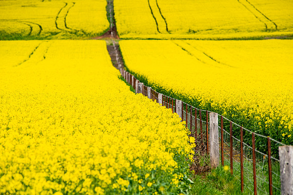 Merriwa Canola 4