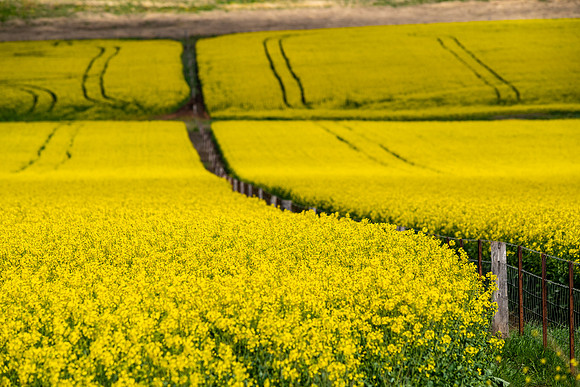 Merriwa Canola 3
